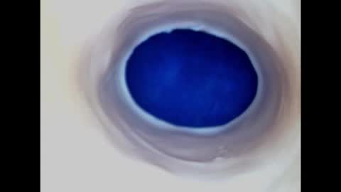 Paula 18 Aninhos online show from February 15, 7:51 am