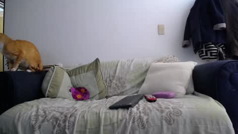 Violeta Gmez online show from February 7, 1:22 pm